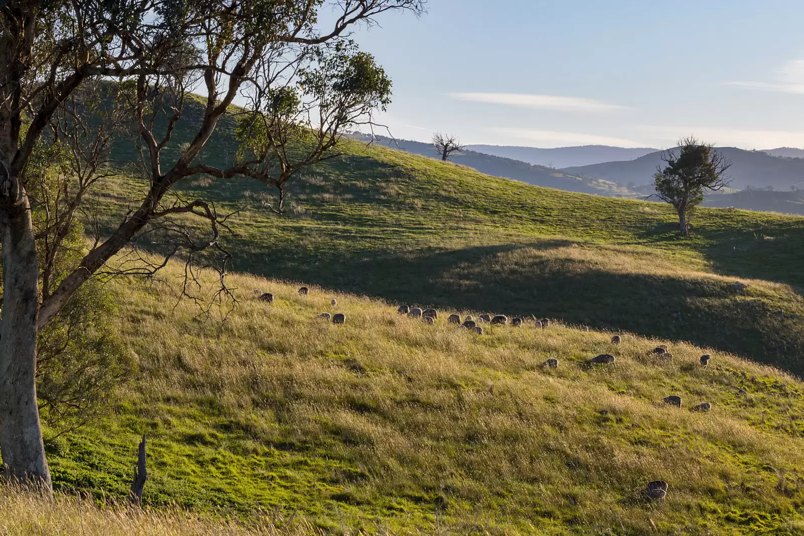 'Dowan Hill' Connells Lane, Yass Sold by Sydney Sotheby's International Realty - image 7