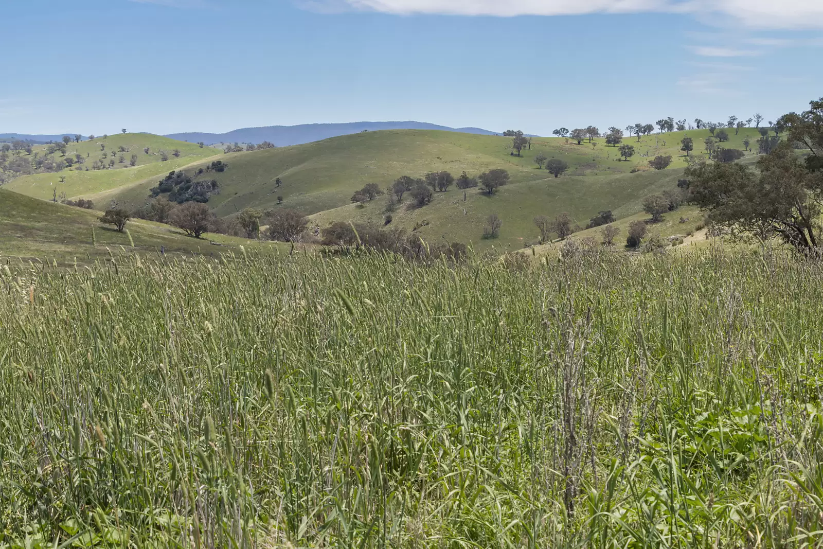 'Dowan Hill' Connells Lane, Yass Sold by Sydney Sotheby's International Realty - image 17