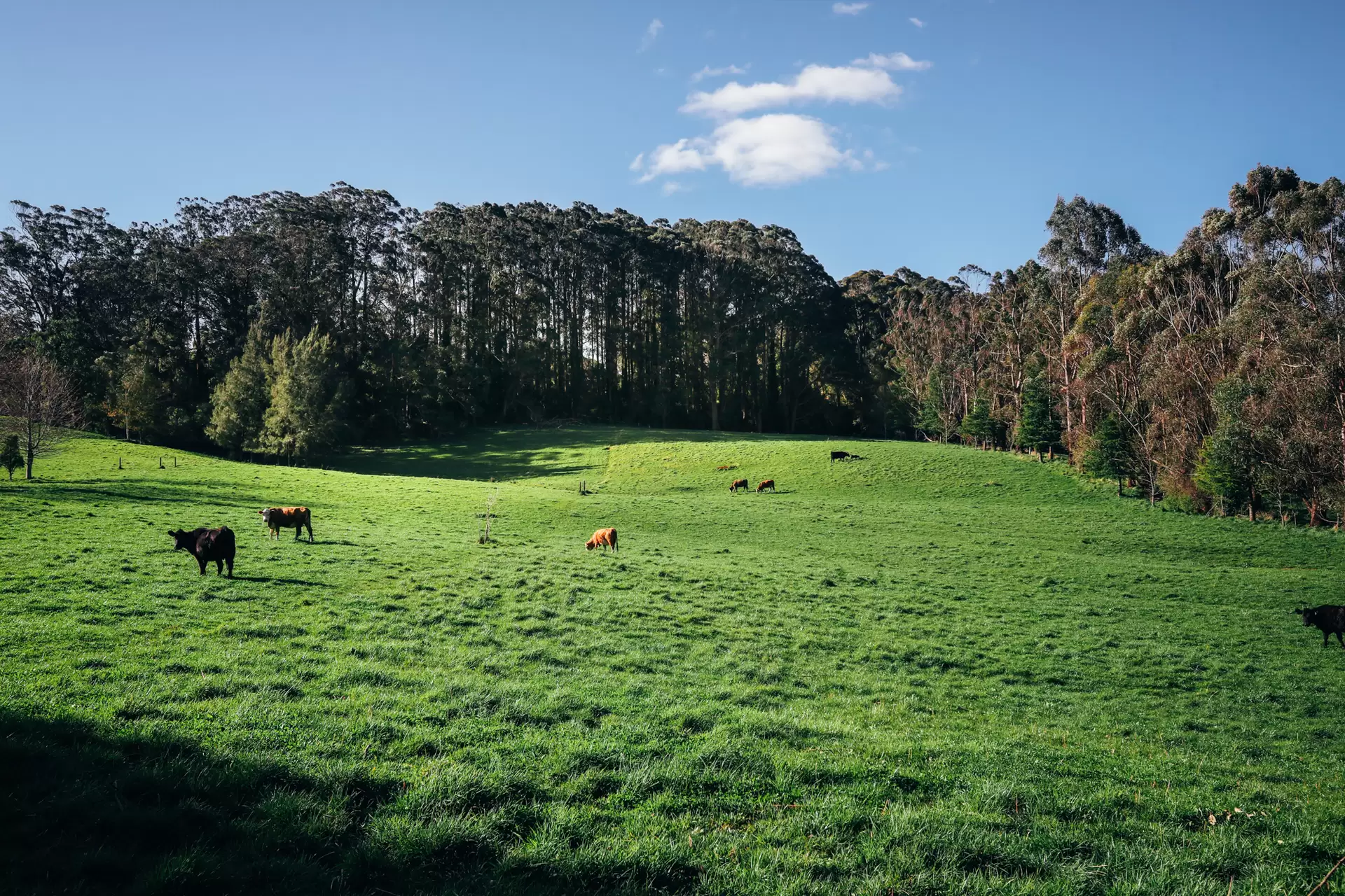 Lot 2/265 Wildes Meadow Road, Wildes Meadow Sold by Sydney Sotheby's International Realty - image 2
