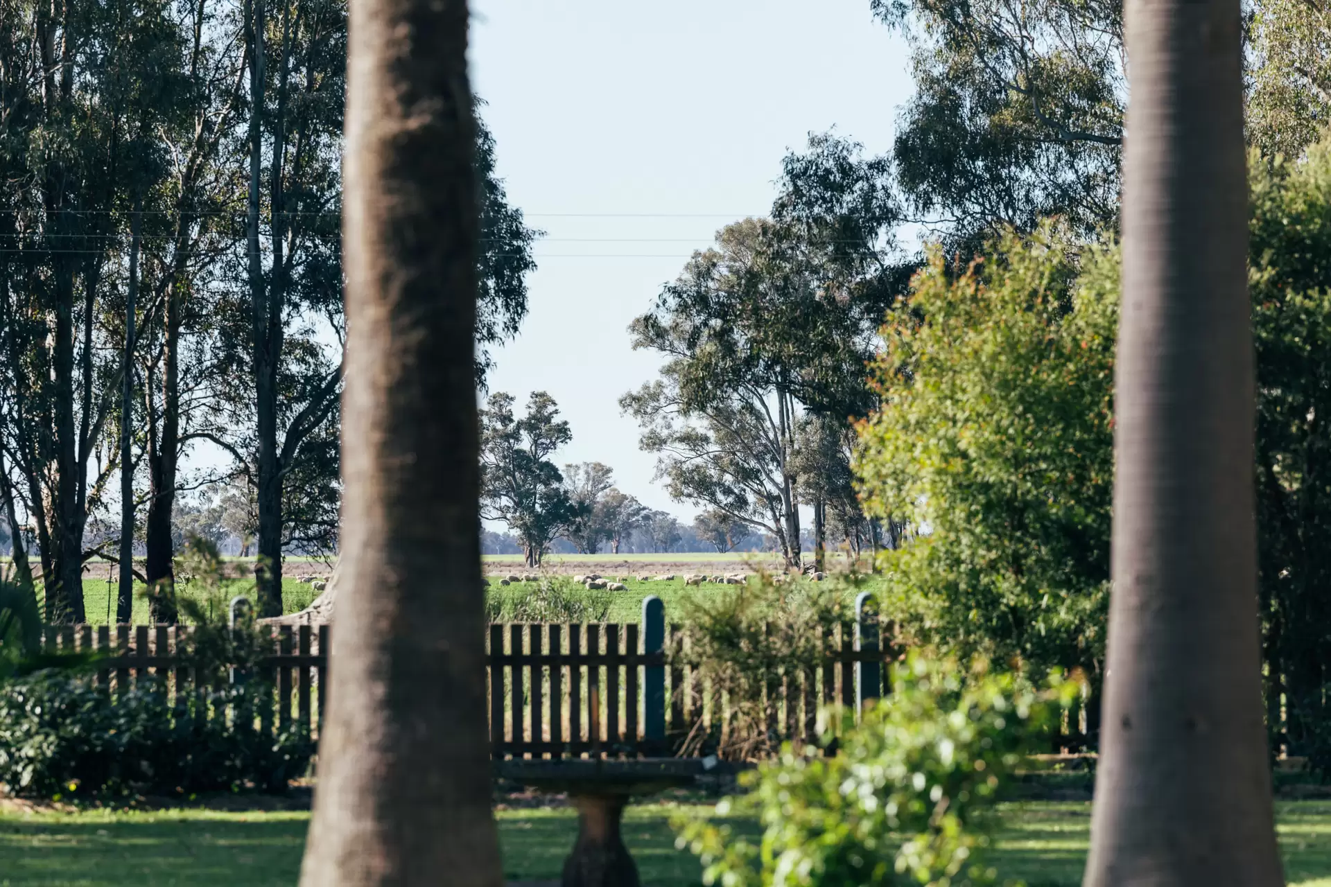 1301 Bedgerabong Road, Forbes Sold by Sydney Sotheby's International Realty - image 32