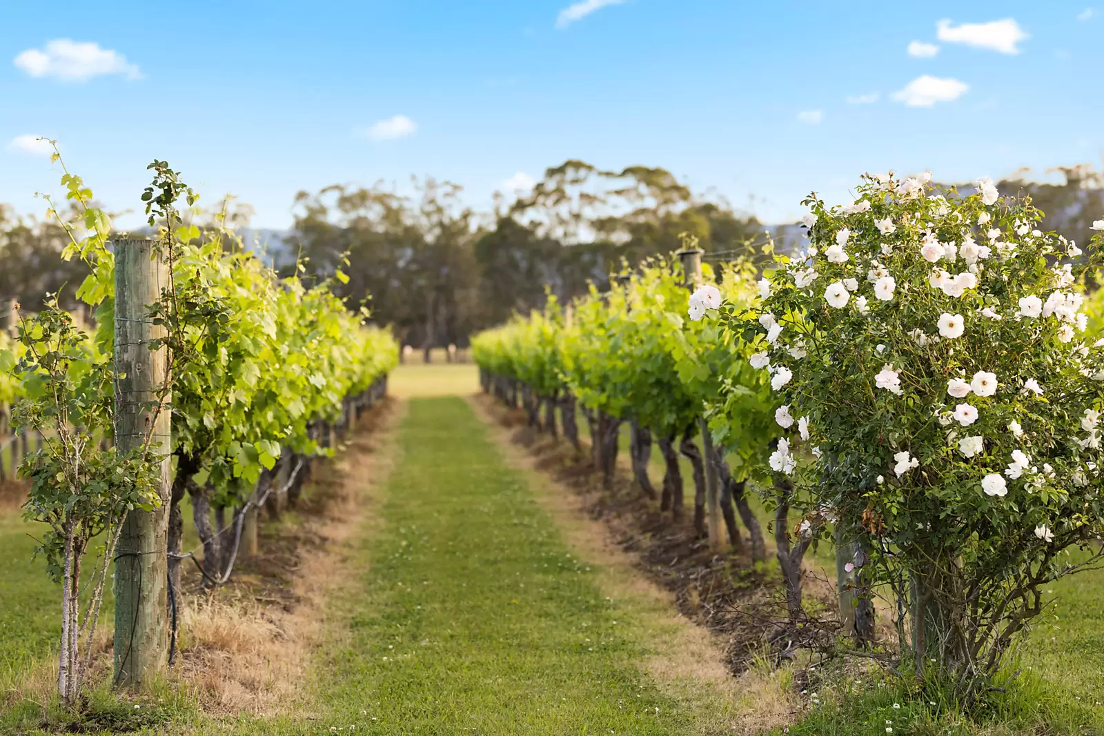 447 Old North Road, Pokolbin Sold by Sydney Sotheby's International Realty - image 16