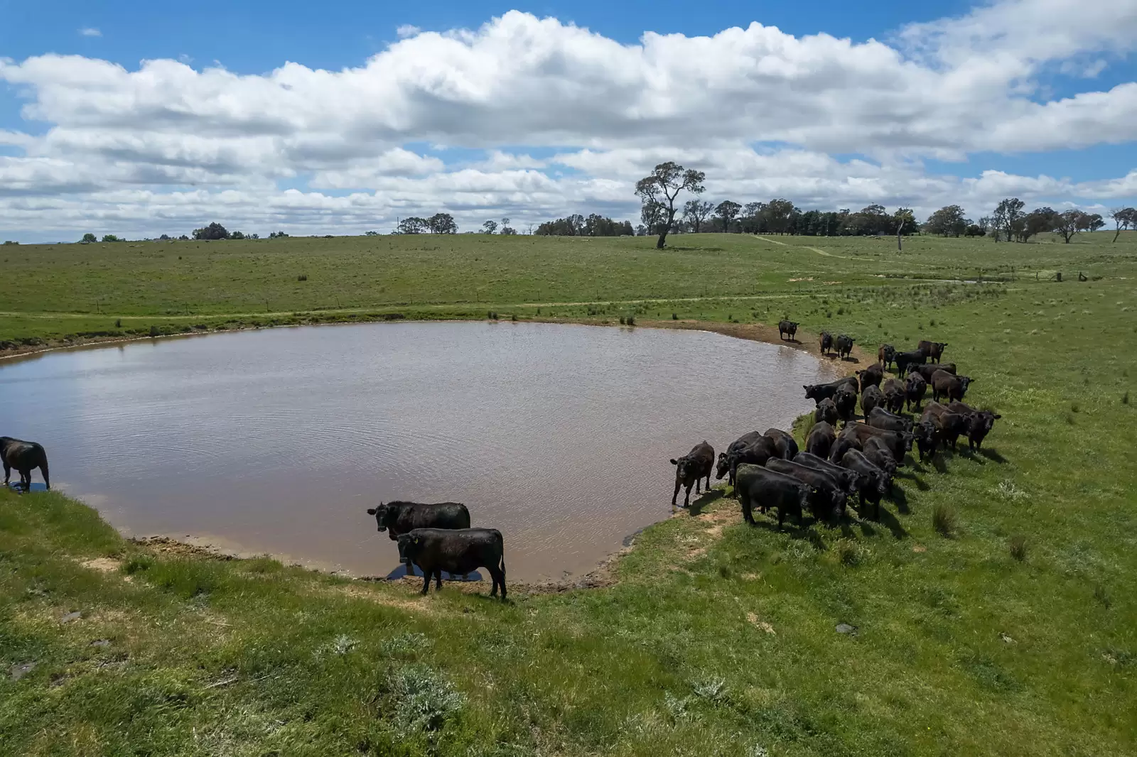 239 Longrail Gully Road, Murrumbateman Sold by Sydney Sotheby's International Realty - image 9