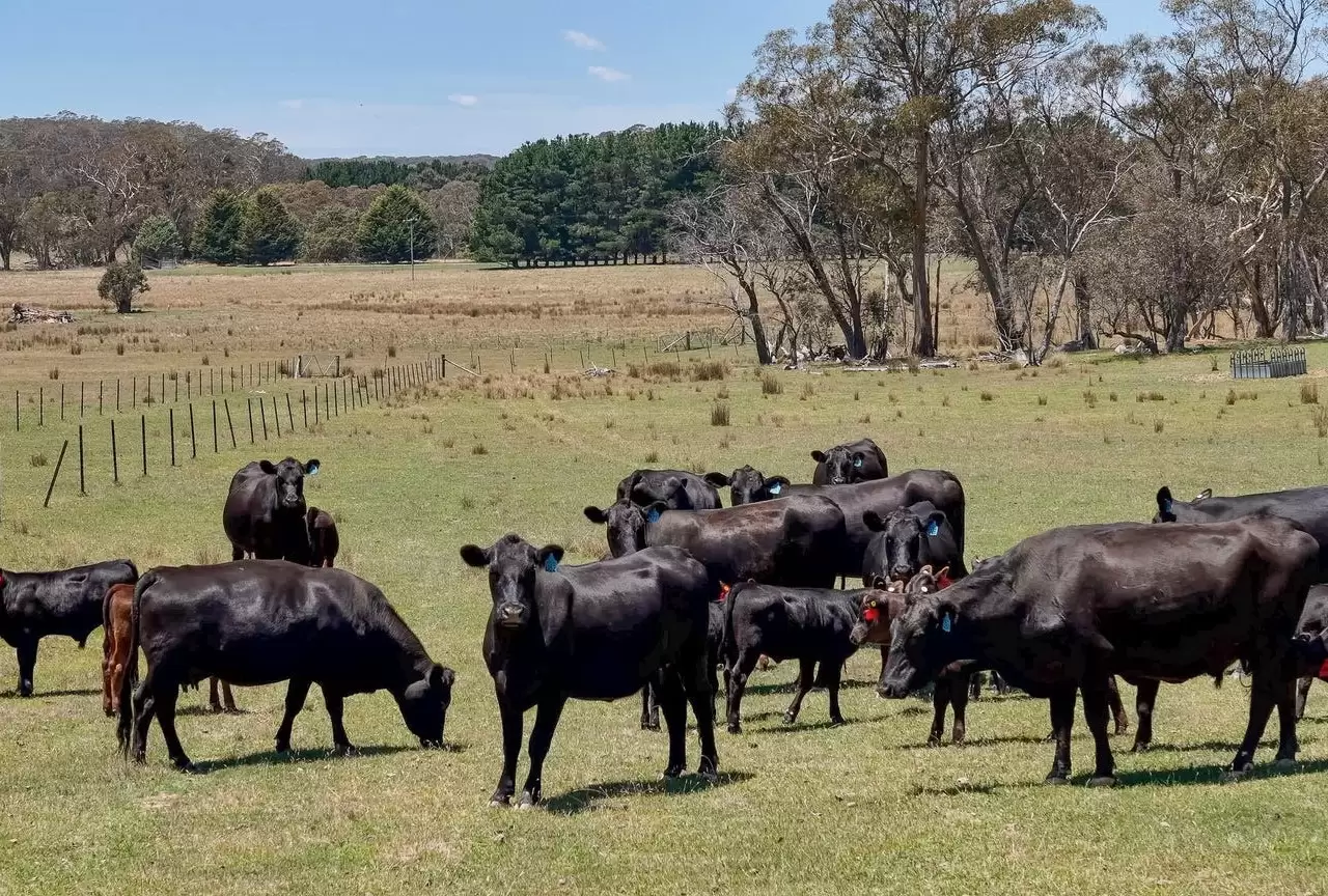 1171 Golspie Road, Taralga For Sale by Sydney Sotheby's International Realty - image 7