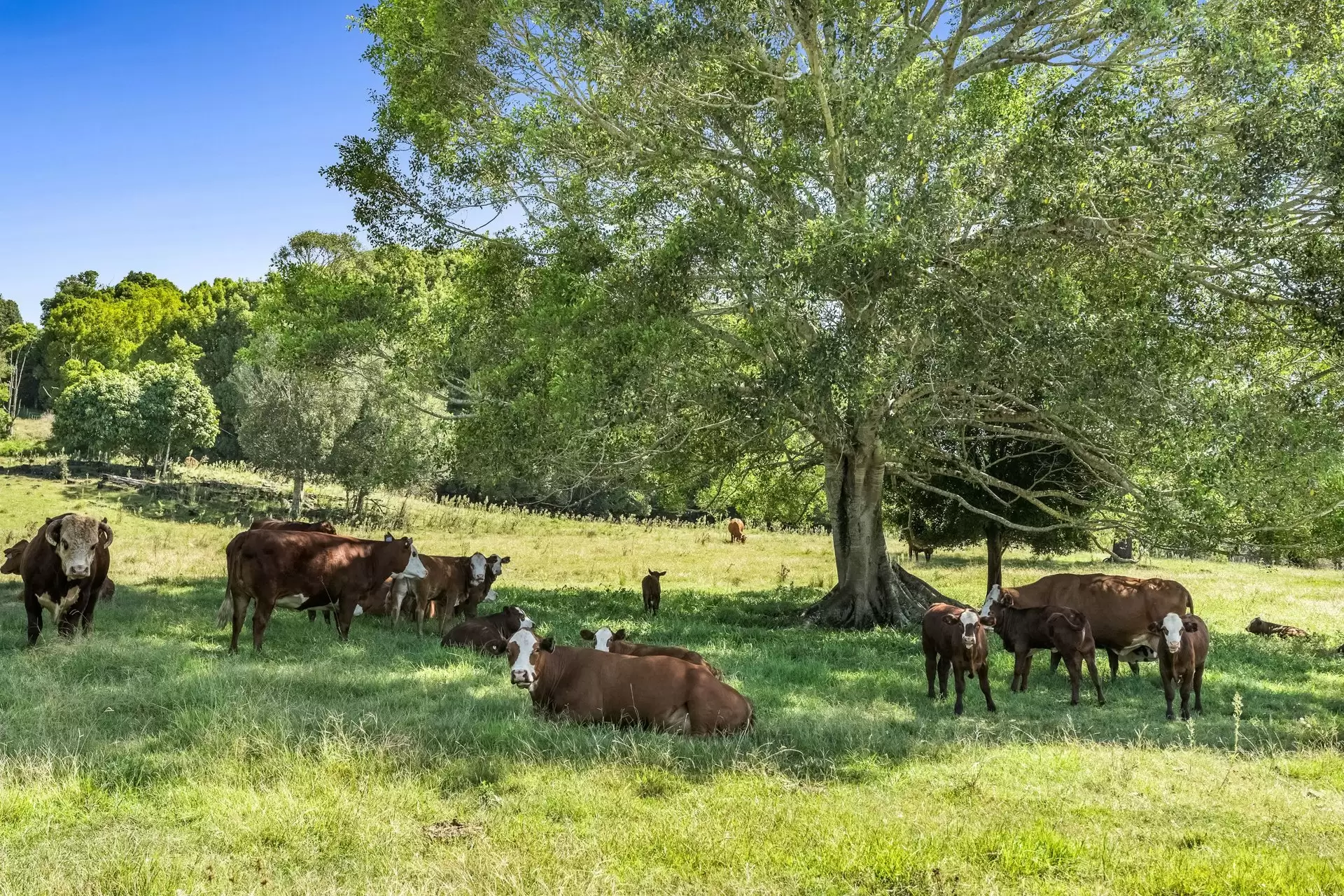 334 James Gibson Road, Clunes For Sale by Sydney Sotheby's International Realty - image 25