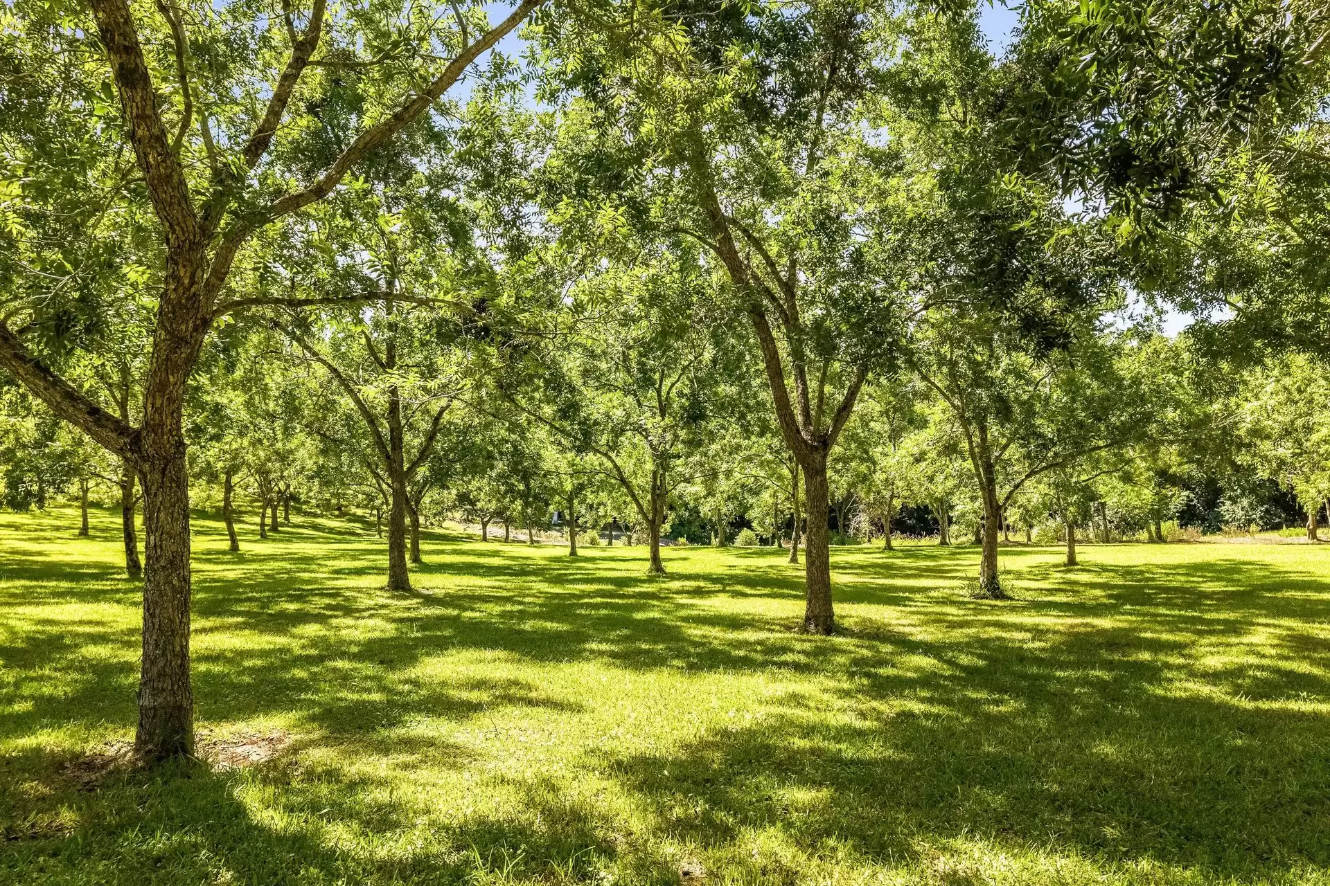 151 Byrnes Lane, Tuckombil For Sale by Sydney Sotheby's International Realty - image 25