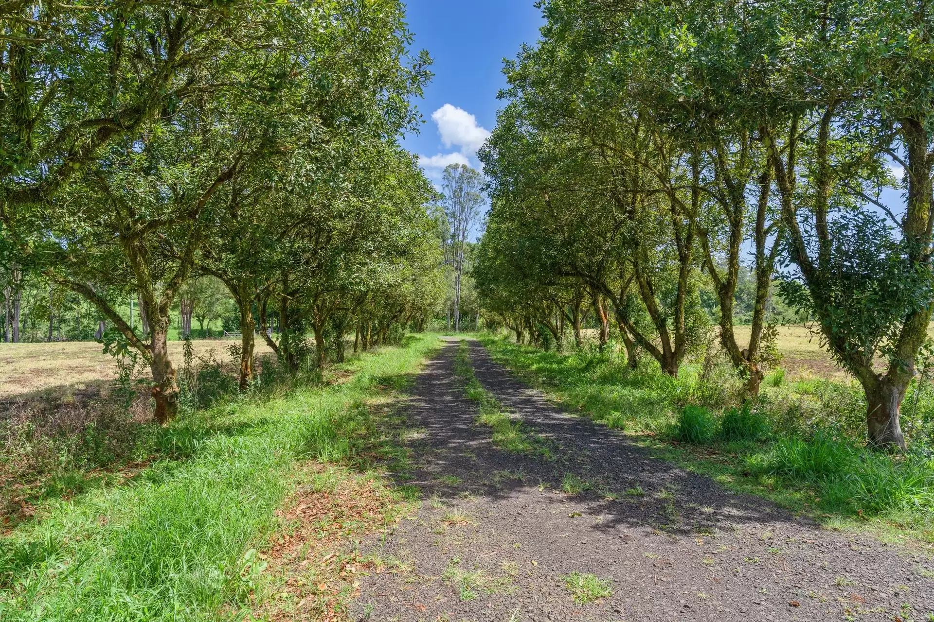 1141 Friday Hut Road, Binna Burra & 36b Brooklet Road, Newrybar For Sale by Sydney Sotheby's International Realty - image 22