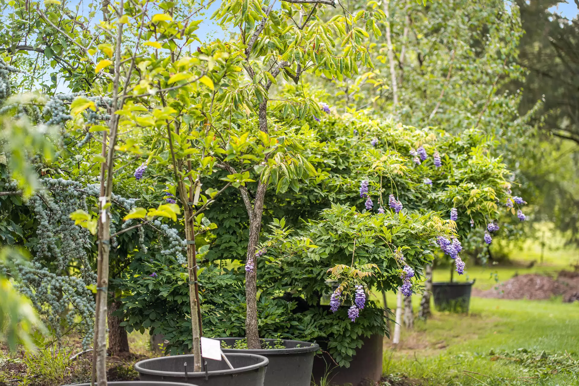41 Oxleys Hill Road, Bowral For Sale by Sydney Sotheby's International Realty - image 11