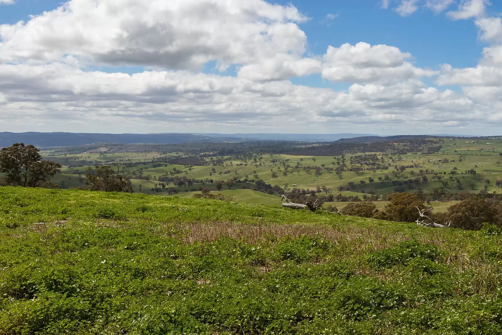 486 Martin Bird Lane, Rock Forest Sold by Sydney Sotheby's International Realty - image 6