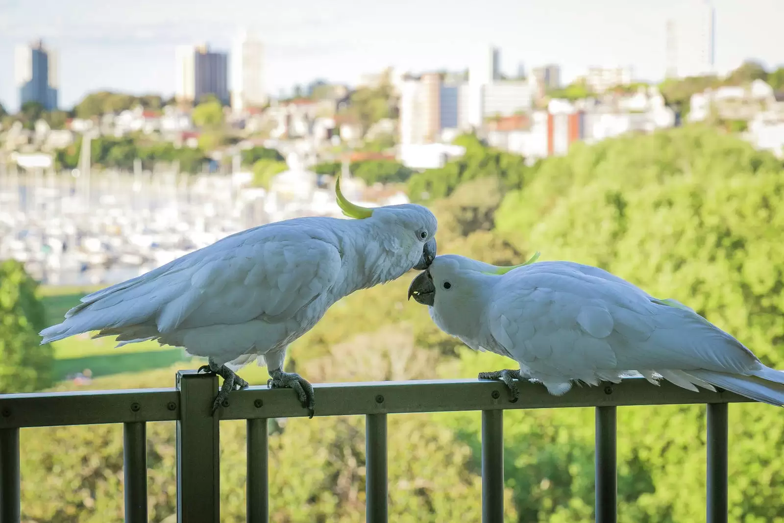 11M/153-167 Bayswater Road, Rushcutters Bay Leased by Sydney Sotheby's International Realty - image 14