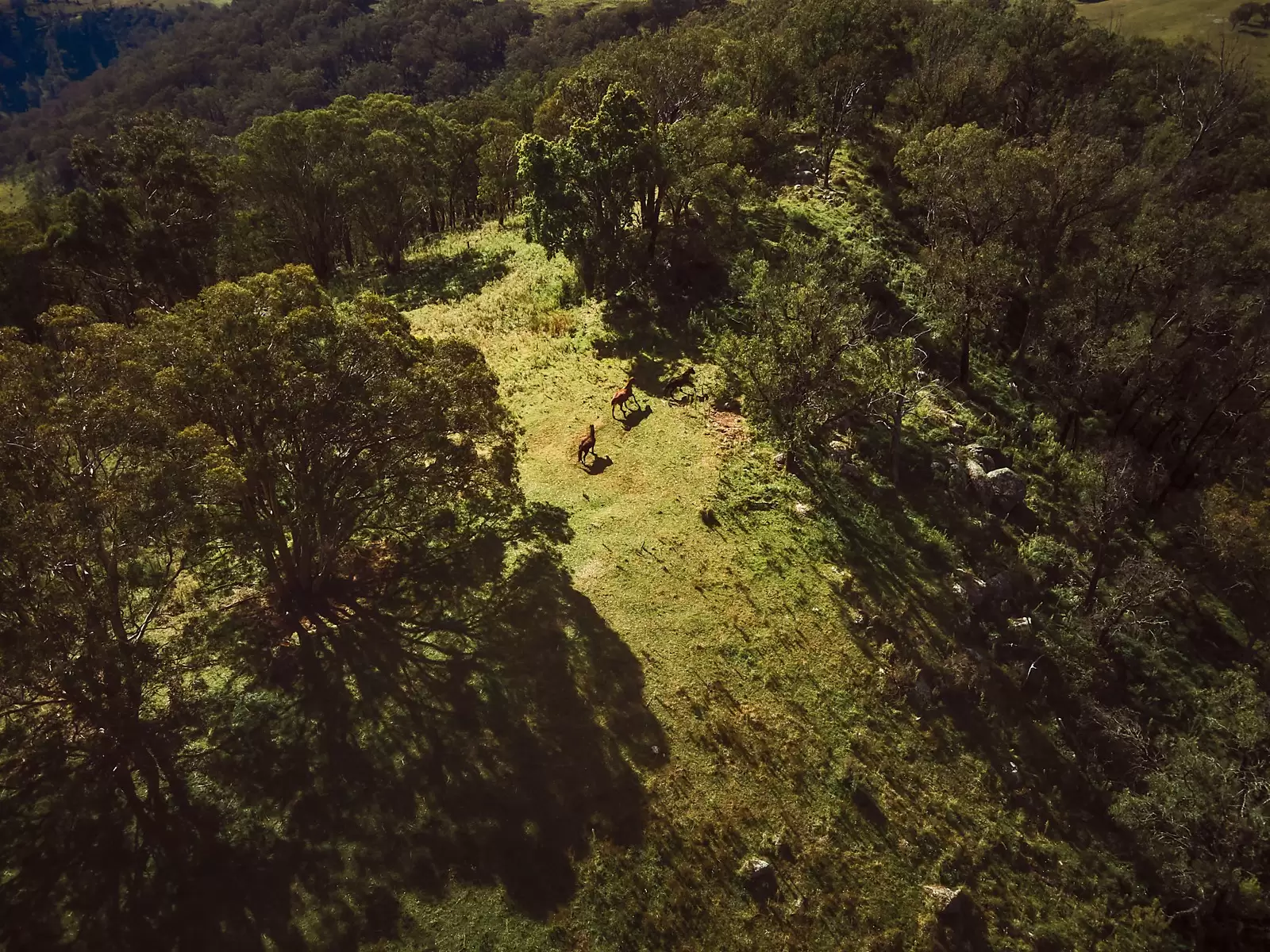 542A Peach Tree Road, Megalong Valley Sold by Sydney Sotheby's International Realty - image 11